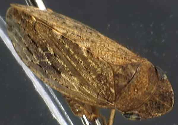 Aphrodes bicinctus